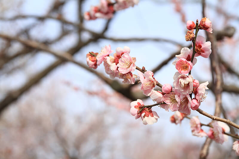 Japanese Apricot