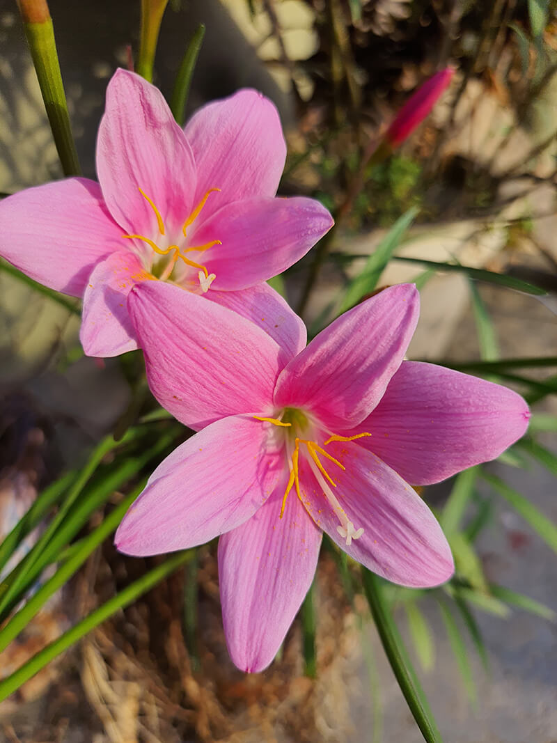 Pink Rain Lily