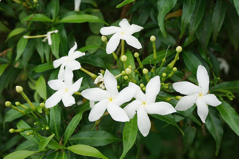 Gardenia