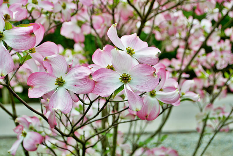 Pink Flowering Dogwood