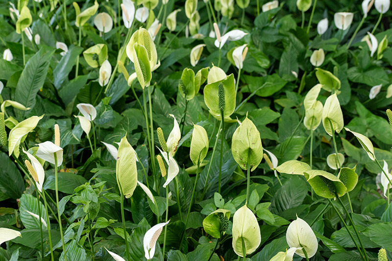 Peace Lily