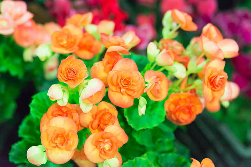 Begonia Obliqua Type