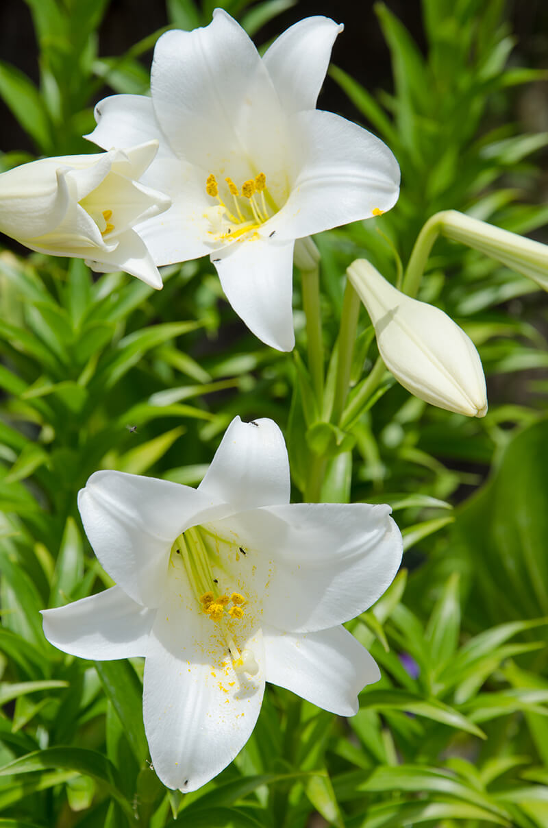 Trumpet Lily