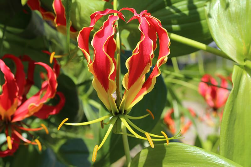 Gloriosa Lily