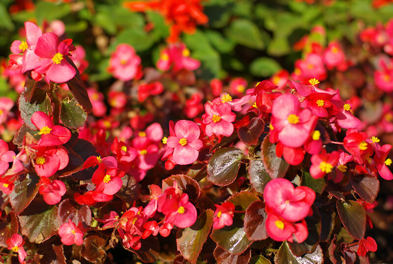 Begonia