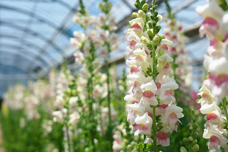 Snapdragons