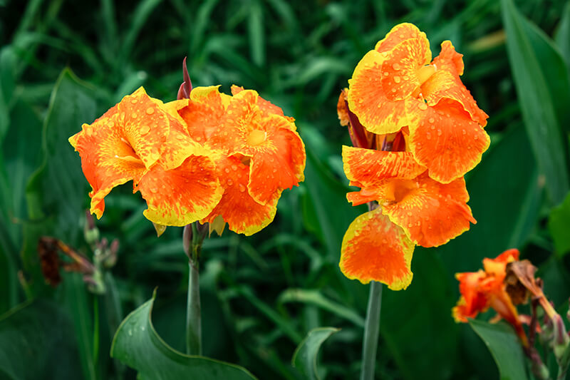 Canna Lily