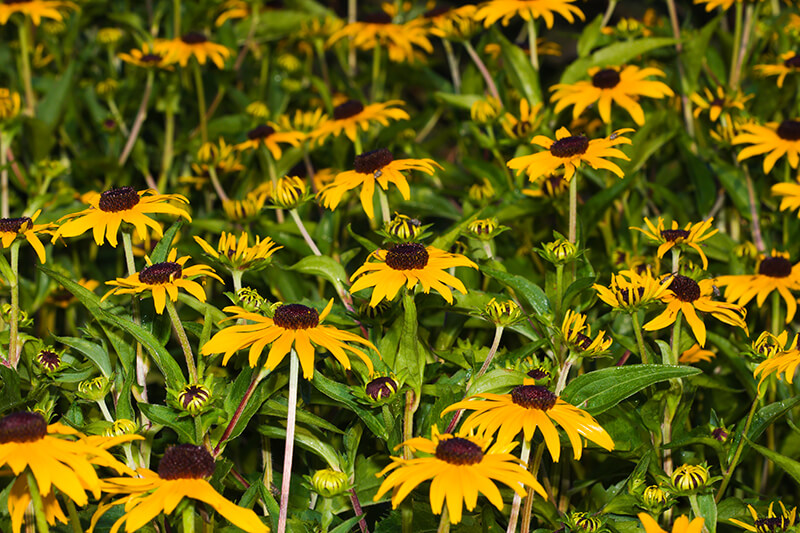 Black-Eyed Susan