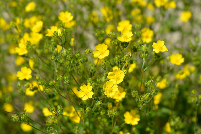 Cinquefoil