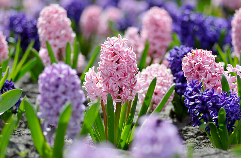 Dutch Hyacinth