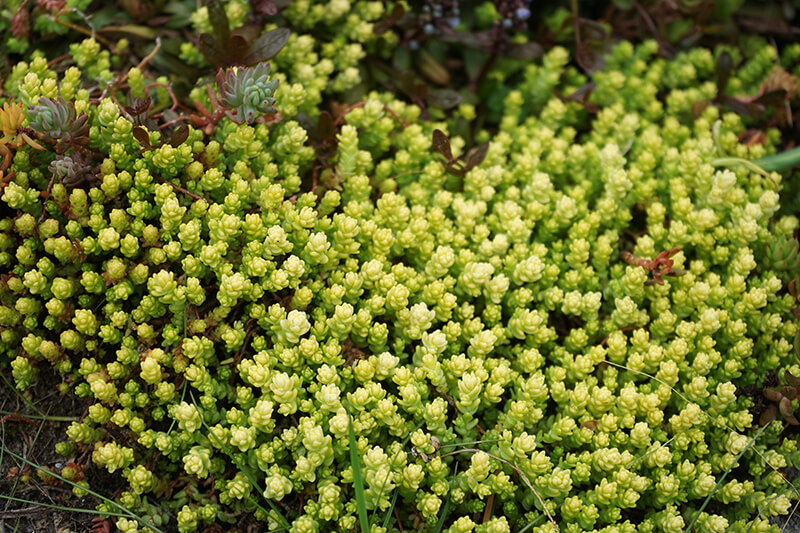 Sedum