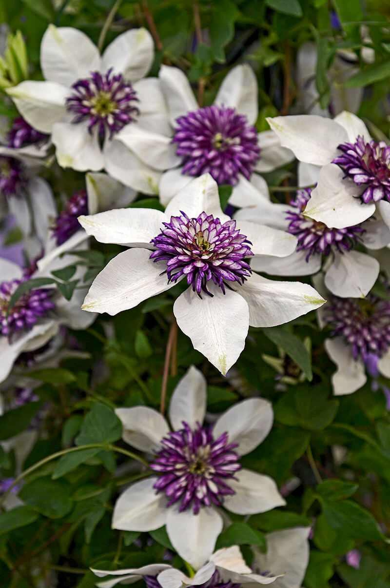 Clematis