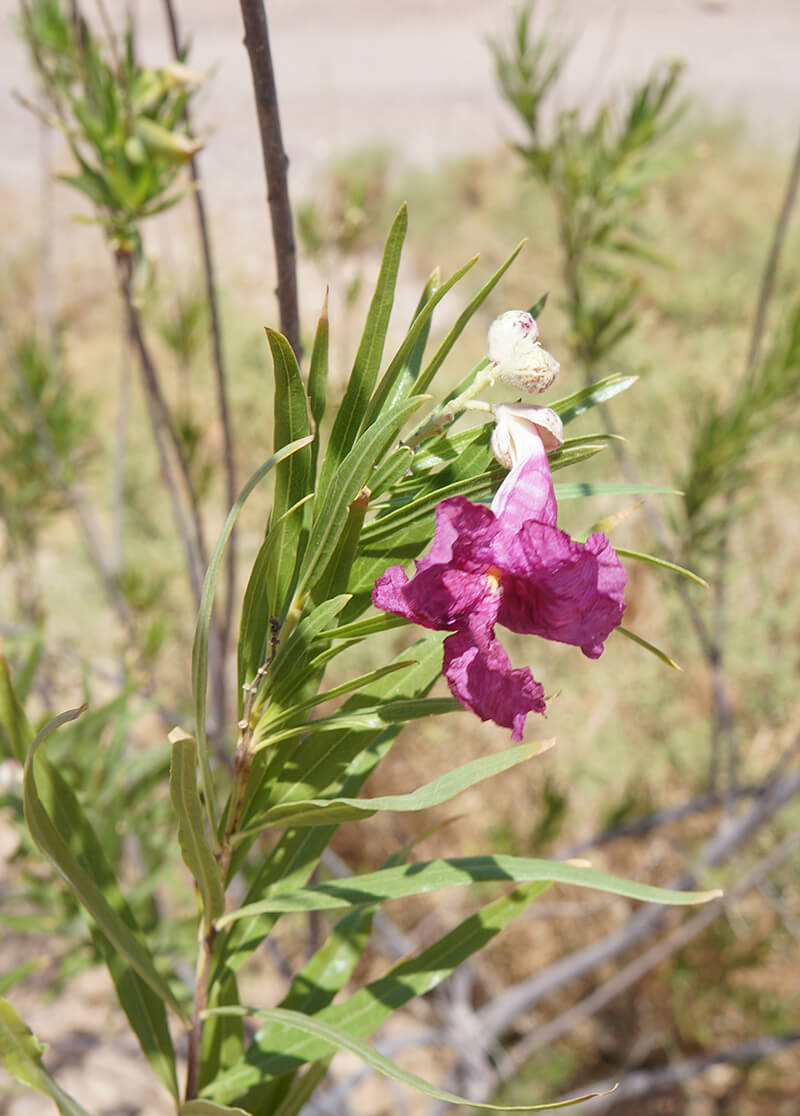 Desert Willow