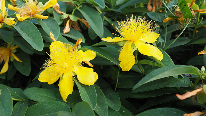 St. John’s Wort