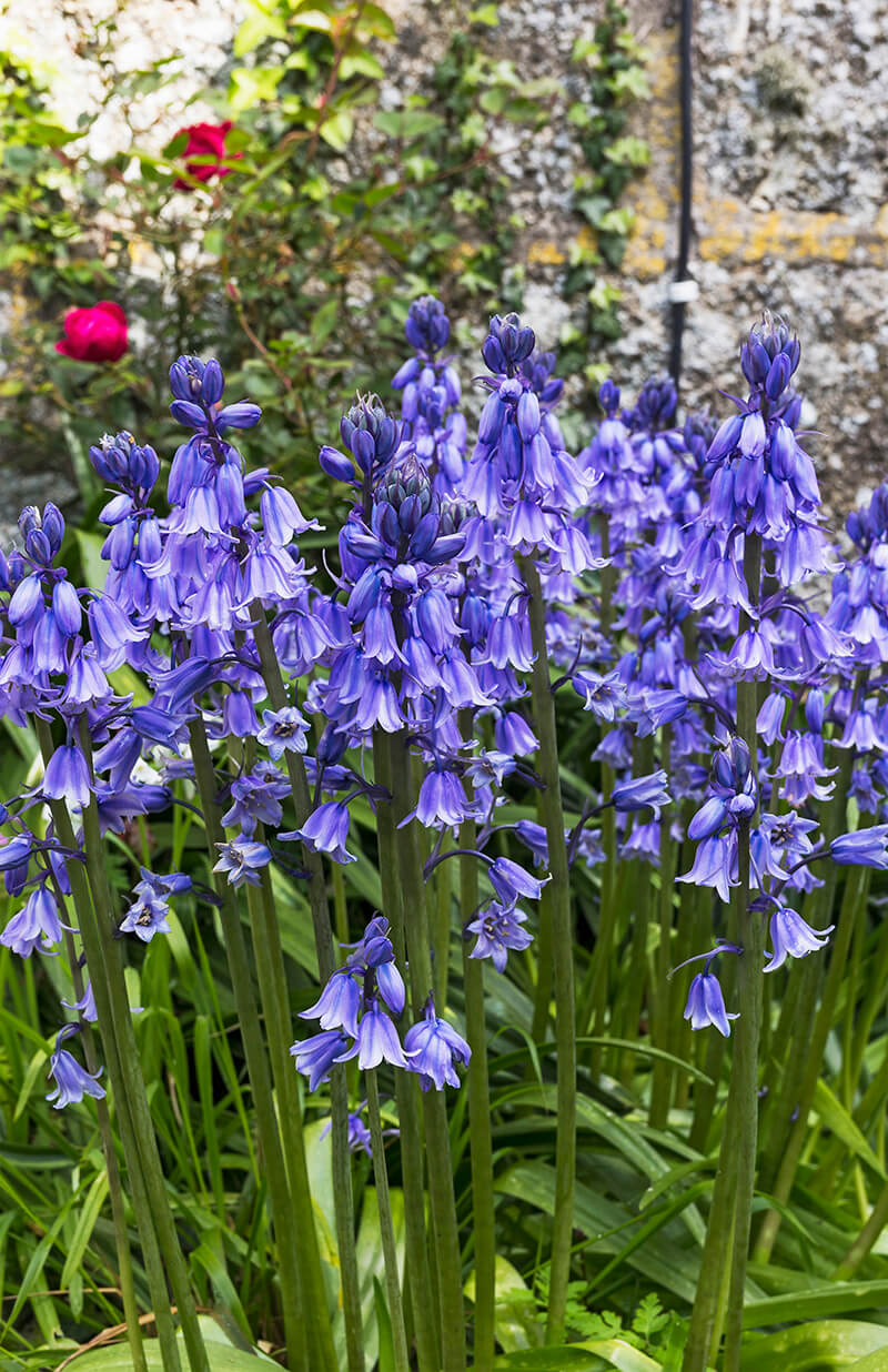 English Bluebell