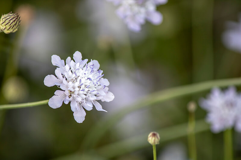 Scabiosa