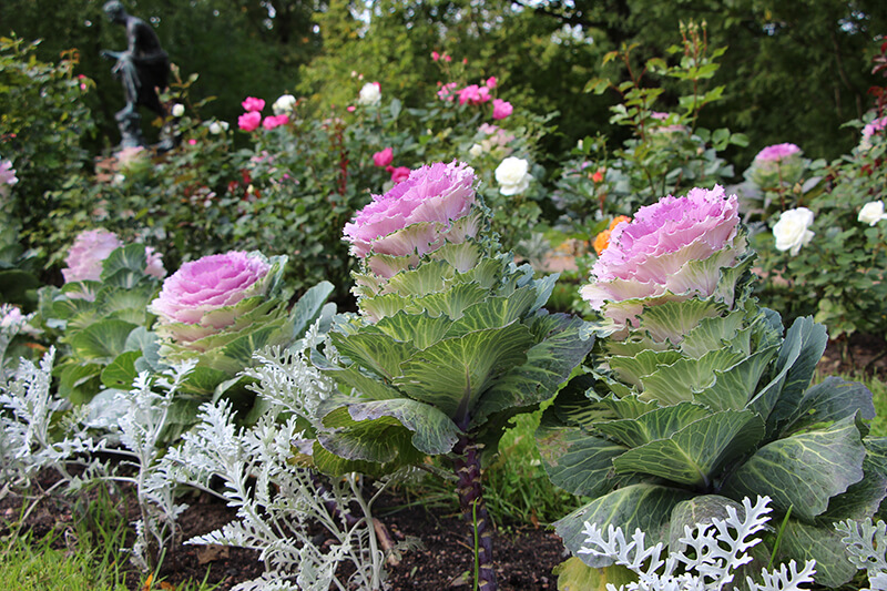 Ornamental Cabbage