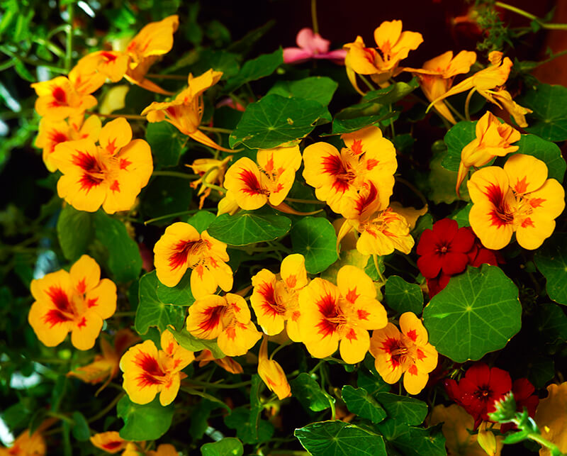 Nasturtium