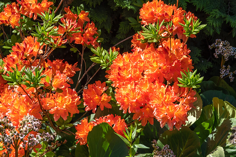 Azalea