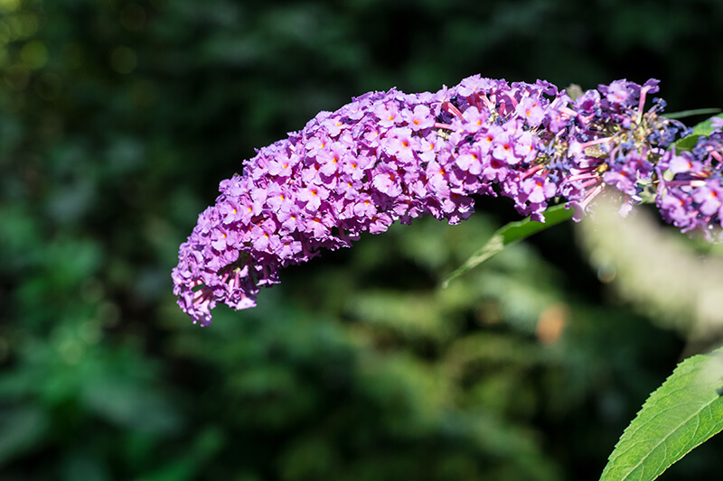 Butterfly Bush