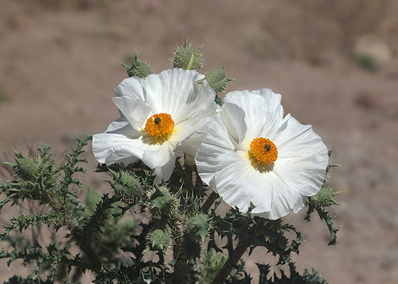 Prickly Poppy