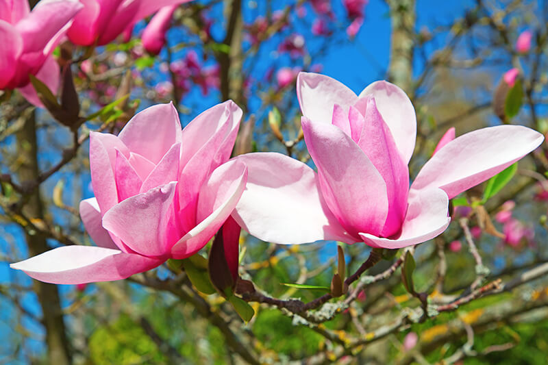 Magnolia