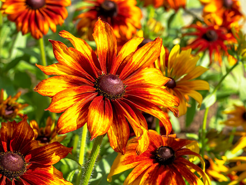 Black-Eyed Susan