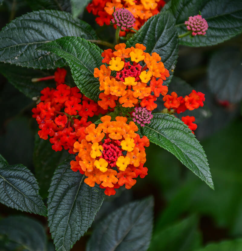 Lantana, Plant Nursery, Chinese Lantern Plant