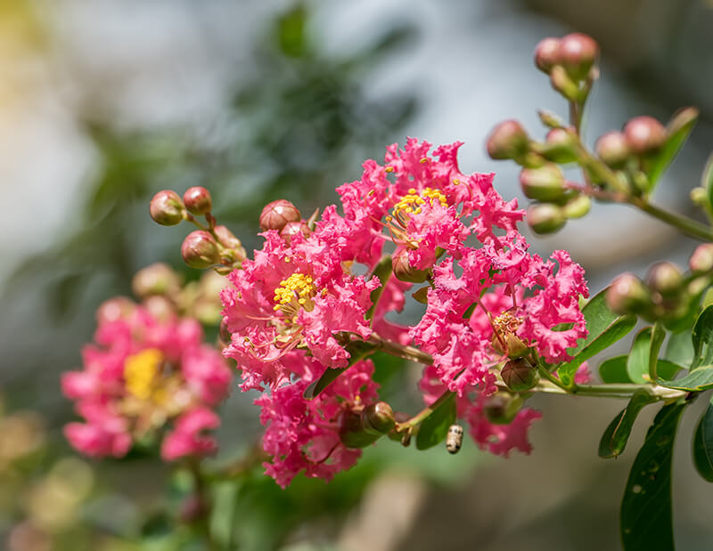 Crape Myrtle