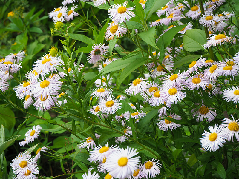 German Chamomile