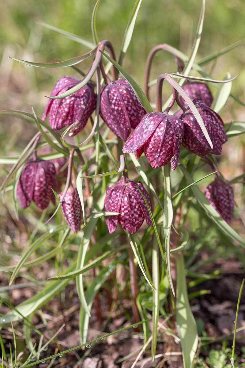 Checquered Lily