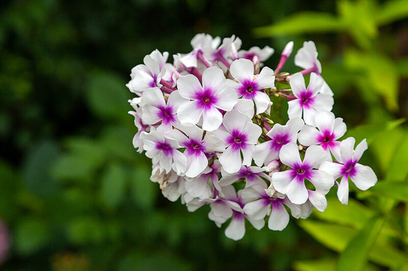 Phlox