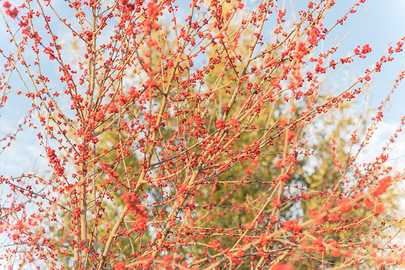 Winterberry