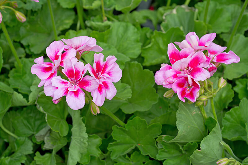 Geranium