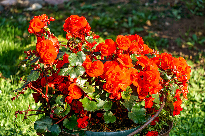 Double Scarlet Begonia