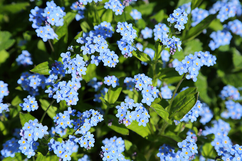 Forget-Me-Not