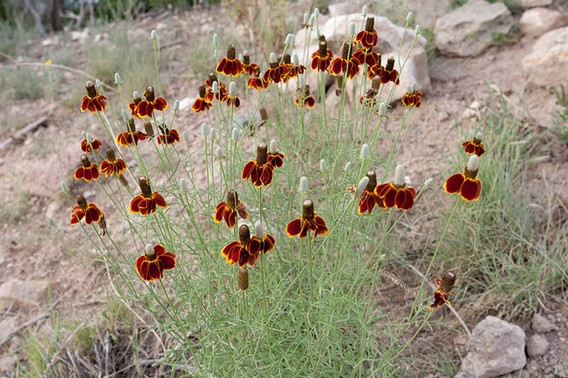 Mexican Hat Plant