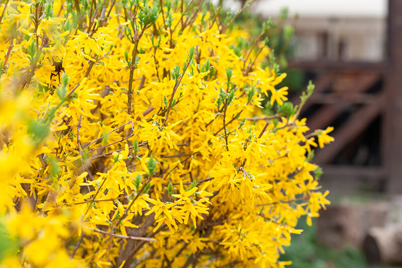 Forsythia