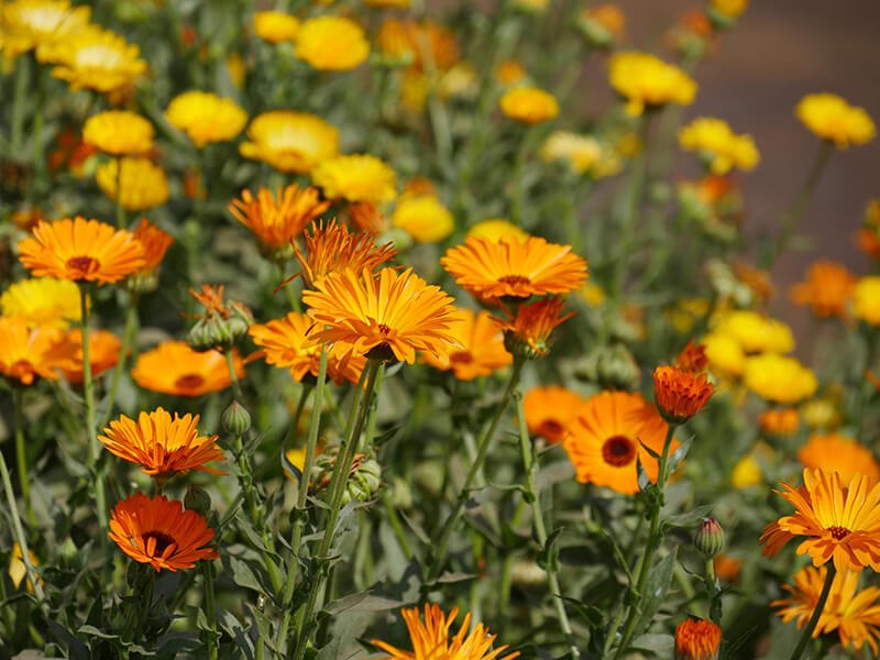 Gerbera Daisy, Trumpet Vine