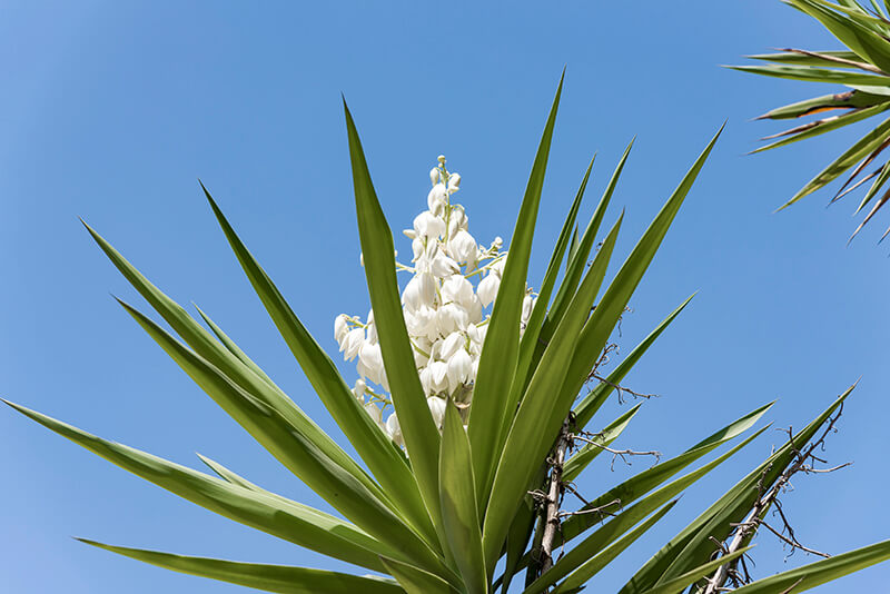 Yucca