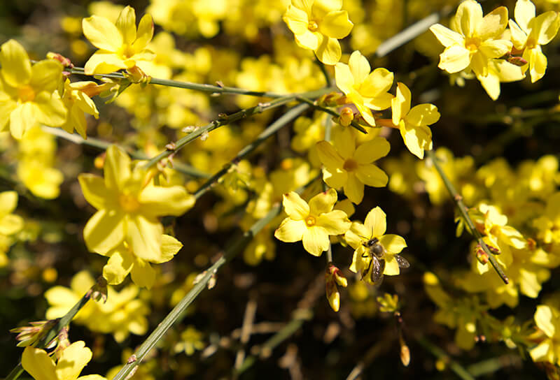 Winter Jasmine