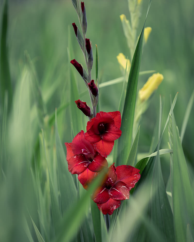 Black Beauty Gladiolus