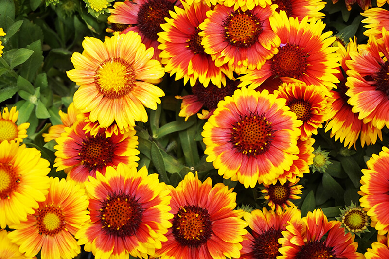 Blanket Flower