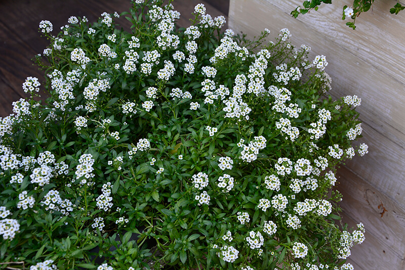 Sweet Alyssum