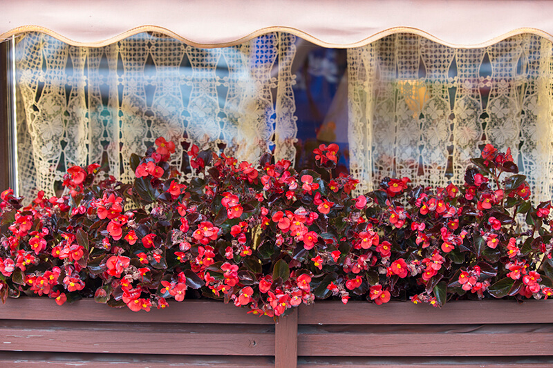 Waxy Begonia