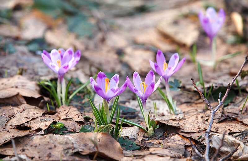 Spring Crocus