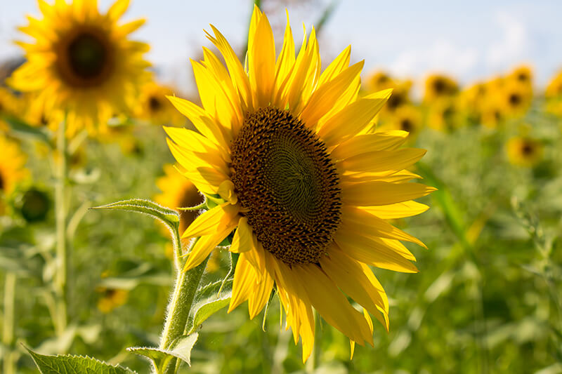 Sunflower