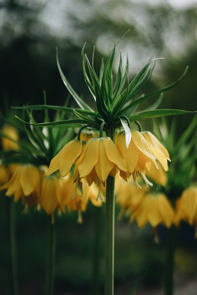 Crown Imperial Yellow