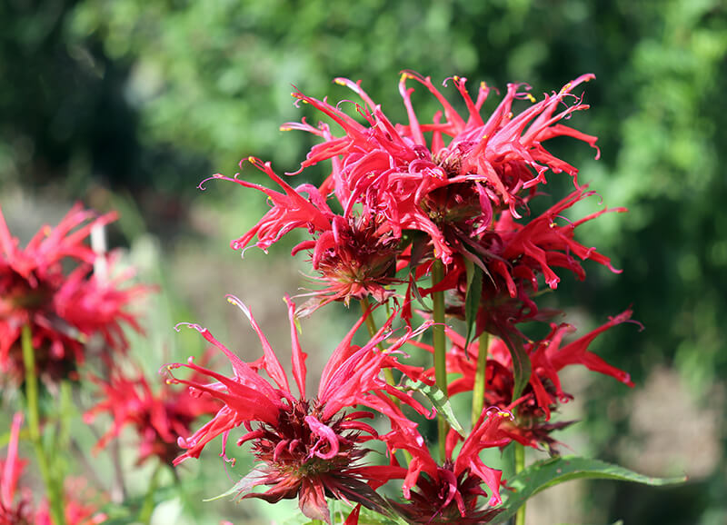 Bee Balm