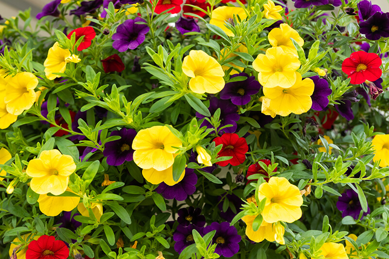 Calibrachoa